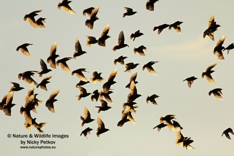 WildLife Photos of Birds, Crows, Starlings & others, Common Starling, Sturnus vulgaris